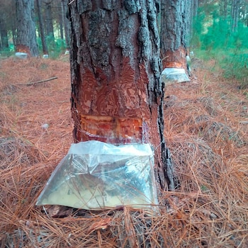 La materia prima para los