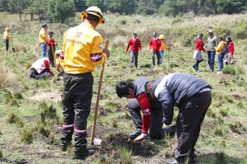 Edomex_reforestacion