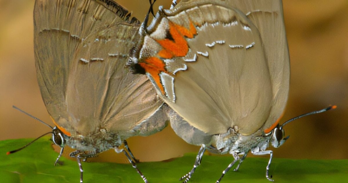 Científicos descubren 9 nuevas especies de mariposas sudamericanas en el Museo de Historia Natural de Londres