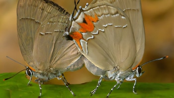 Identificaron nueve especies desconocidas de