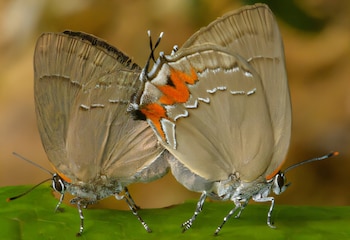 La reciente identificación de especies