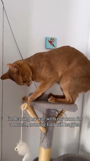 El video viral de Instagram