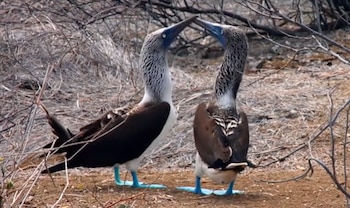 Dos aves con patas de color azul claro, plumaje pardo y blanco permanecen erguidas sobre suelo seco con ramas dispersas