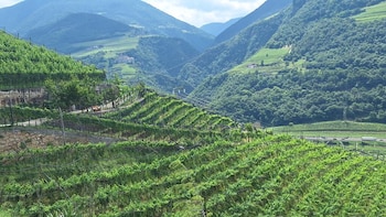 Se buscan voluntarios para vivir gratis en las Dolomitas: 16 horas de trabajo a la semana a cambio de alojamiento y comida en un viñedo