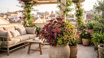 Planta de coleus en vasija de cerámica en una terraza junto a un sofá beige, una mesa de madera y otras macetas con vista urbana.