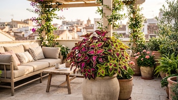 Coleus: la planta de hojas rosas y moradas ideal para decorar balcones y terrazas