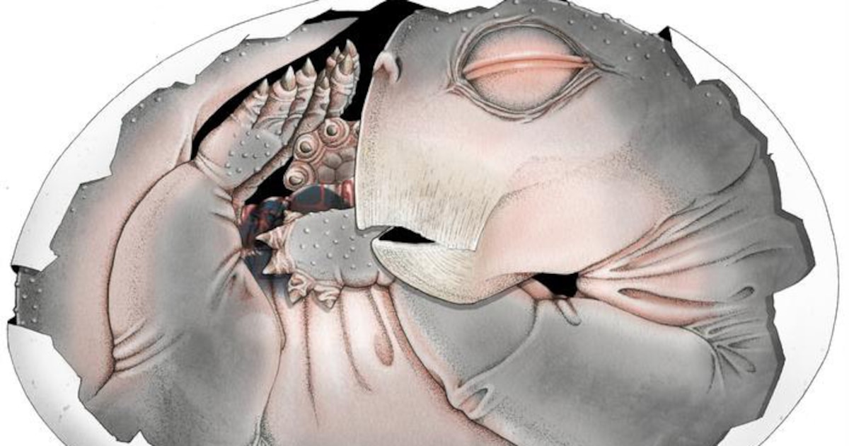 Photo: infobae.com Lystrosaurus : un œuf fossilisé révèle une reproduction ovipare ancienne