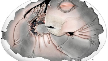 Un huevo fosilizado de 250 millones de años reveló secretos sobre la supervivencia tras la extinción masiva