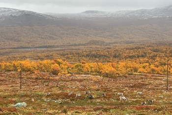 Suecia pretende liderar la transición