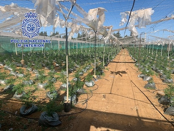 Una gran plantación de marihuana