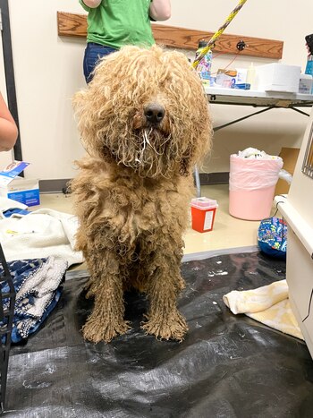 Los perros vivían entre sus