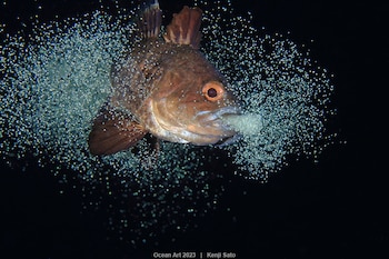 "El cumpleaños" 1er puesto en