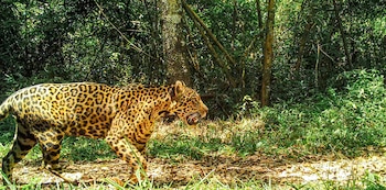 Janaína y sus dos cachorros