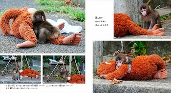 Varias fotografías de una cría de mono que interactúa y se abraza a un muñeco de peluche de color naranja sobre el suelo