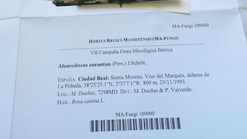 La colección de hongos del Real Jardín Botánico alcanza los 100.000 especímenes y se convierte en la mayor de España