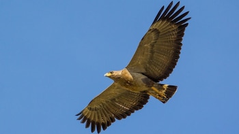 Según la creencia, el águila hace un vuelo de renovación y tiene 30 años más de vida. Sin embargo, esto es falso