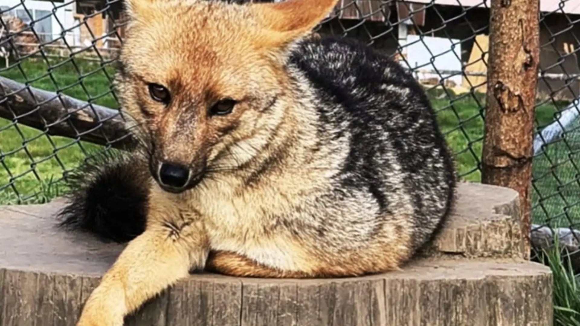 Las crías de Run Run, el zorro andino que fue símbolo en Lima, crecen bajo resguardo en la sierra peruana | SERFOR