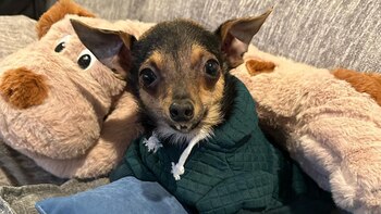 El canino enamoró a sus