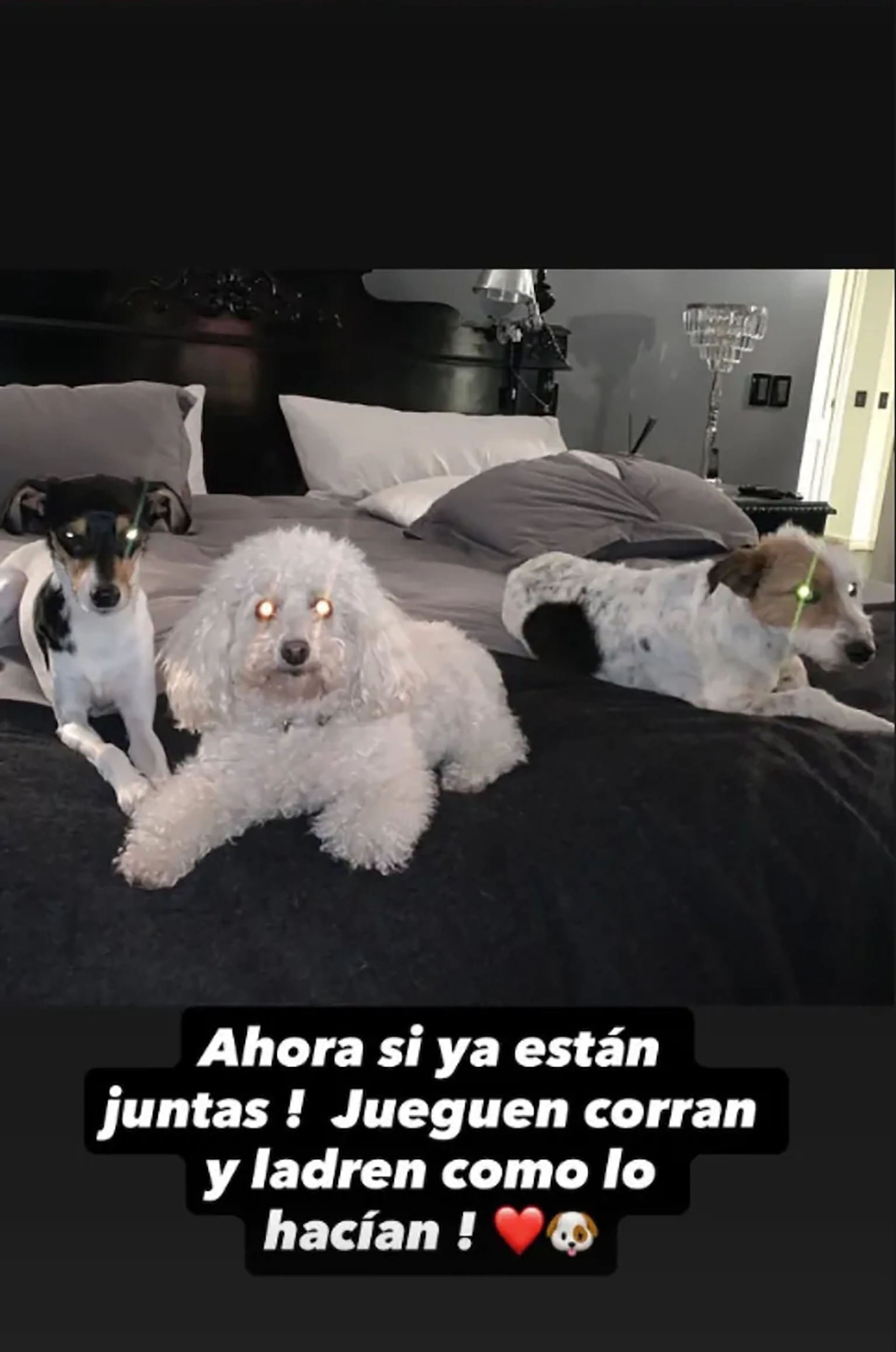 La modelo también publicó una foto de Shiva con otras mascotas de la familia y vinculó la despedida con recuerdos de animales que ya no están