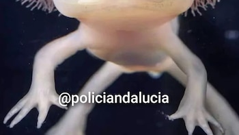 Recuperan en Granada 29 ajolotes comercializados ilegalmente