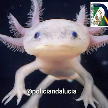 El ajolote mexicano es un anfibio endémico de México que, en estado silvestre, sobrevive únicamente en el sistema de canales de Xochimilco, en Ciudad de México
SOCIEDAD
JUNTA