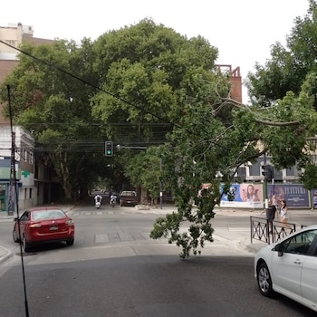 Varios árboles se cayeron tras