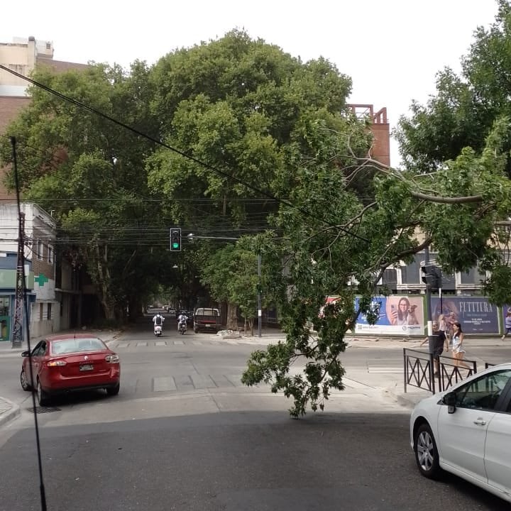 Varios árboles se cayeron tras los fuertes vientos