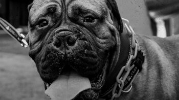 Los Cleveland Browns lloraron la