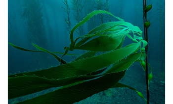 Se hará pronto un relevamiento