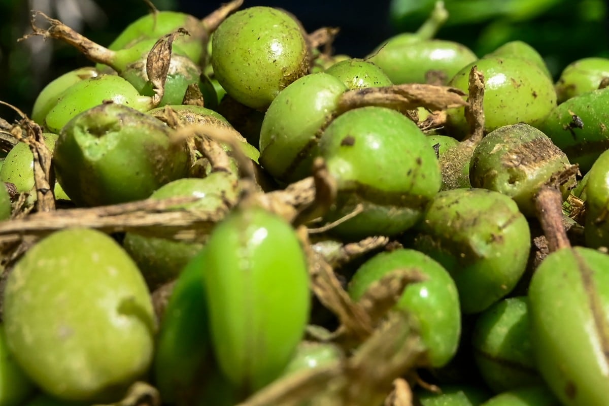 Las cápsulas verdes de cardamomo constituyen la materia prima que, tras el secado y la clasificación, llega a mercados internacionales como Guatemala, Estados Unidos y países europeos. (Infobae Centroamérica/ Orlando SIERRA / AFP)