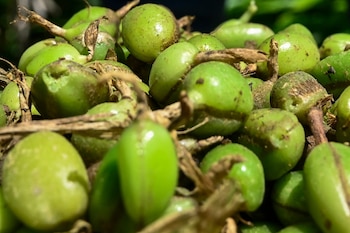 Cardamomo, la especia aromática de Honduras que puede cautivar el olfato internacional