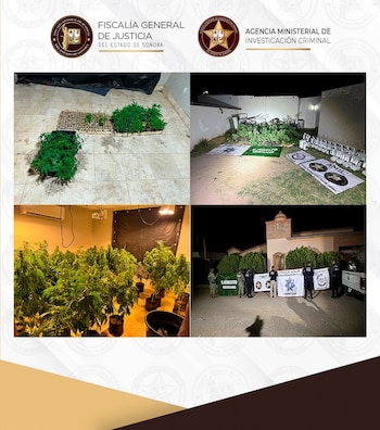 Aseguran invernadero de marihuana en Magdalena de Kino, Sonora