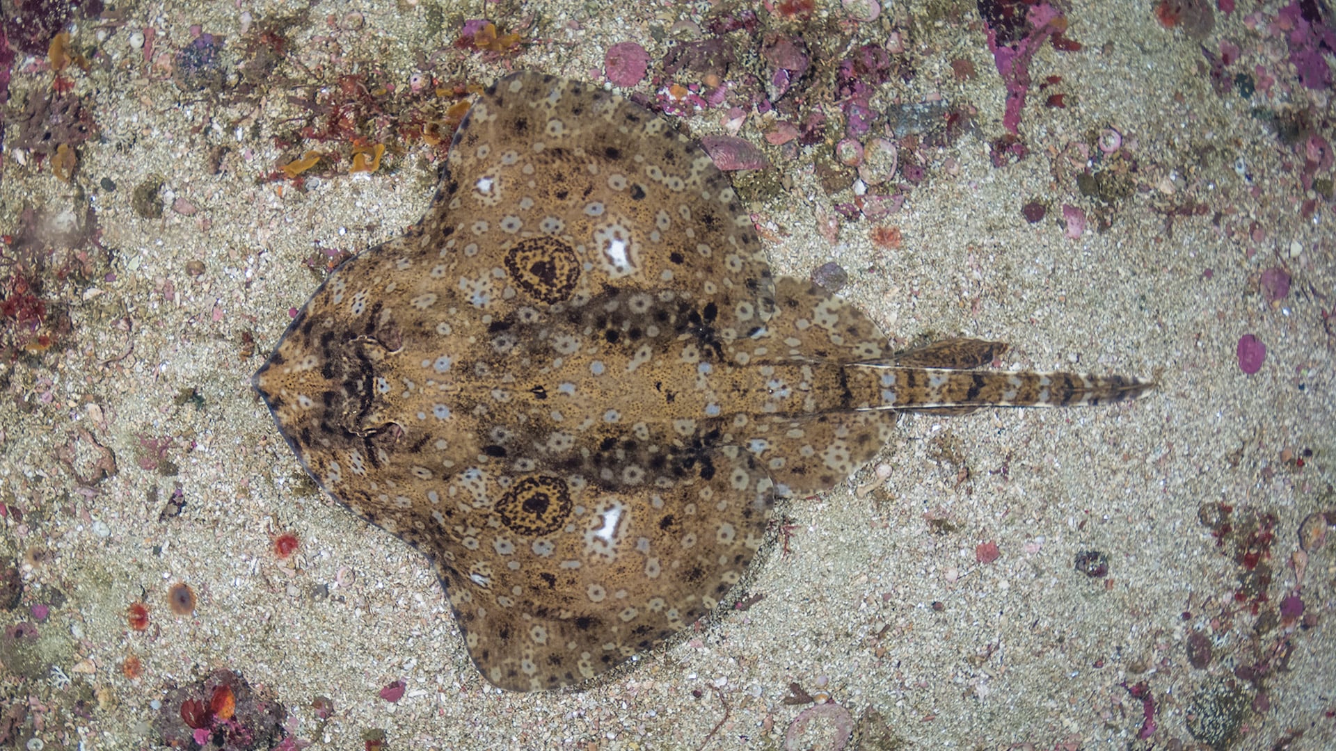 La Caliraja stellulata es una raya del Pacífico nororiental reconocible por las manchas en forma de ojo sobre sus aletas pectorales/Andy Murch