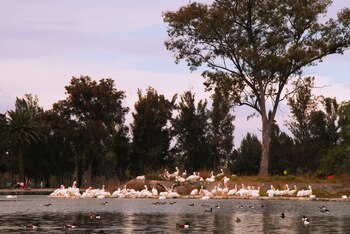 (Foto: Tw/@AmadoRiosV)