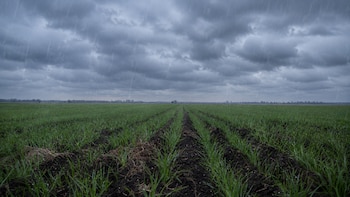 Tormenta y lluvia sobre trigo recién sembrado