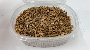 Gusanos de la harina, el