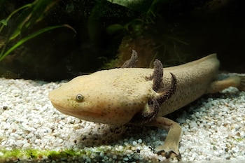 Ambystoma dumerilii Achoque, Ajolote de Pátzcuaro (en el vivarium del Jardín Botánico de París).