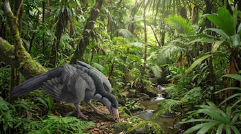 Un ave emplumada gris sobre una roca junto a un pequeño arroyo en una selva densa con helechos y palmeras.