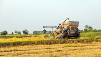 Cómo la ciencia logró que