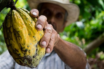 El cacao es un fruto