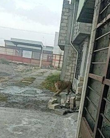 El león fue localizado deambulando