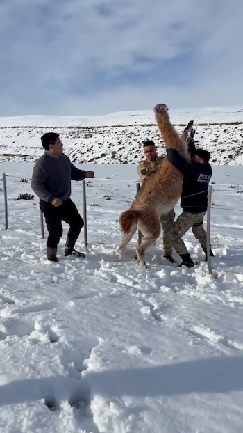 Tres hombres levantan a un guanaco sobre una valla de alambre en un paisaje cubierto de nieve. Al fondo se observa una colina blanca