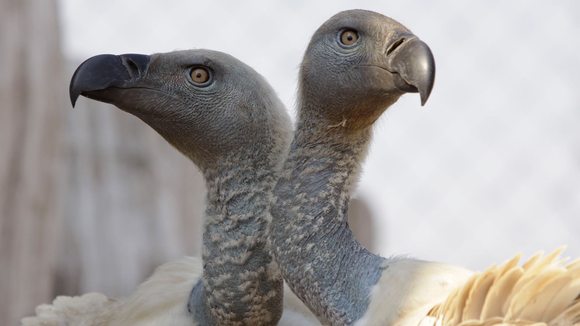 El caso del diclofenaco y el colapso de los buitres asiáticos representa el primer ejemplo documentado de un fármaco que lleva a una especie a la categoría de En Peligro Crítico (AP)