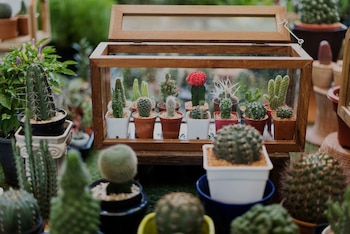 Invernadero de cactus y suculentas freepik