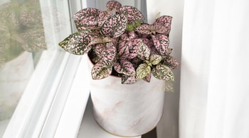 Planta de hojas verdes con manchas rosadas en una maceta cilíndrica de color blanco y rosa. La maceta está sobre un alféizar blanco junto a una ventana.