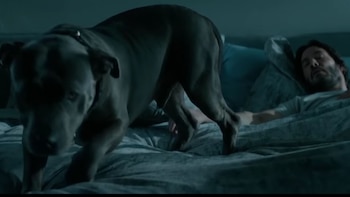 Todos los perros que participaron