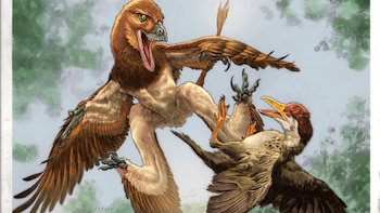 Descubren un dinosaurio de cuatro alas, pariente del velociraptor y cazador de aves primitivas