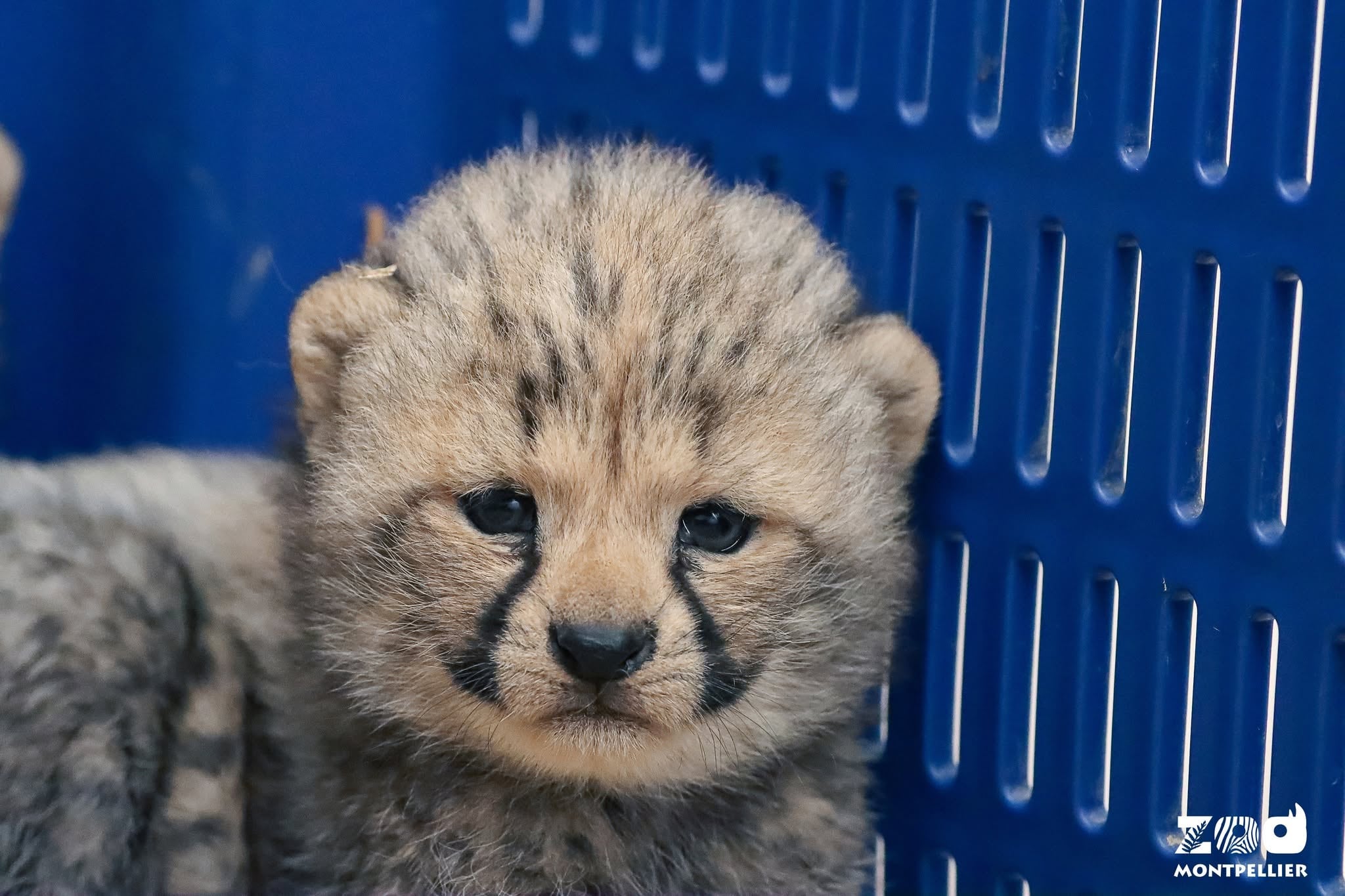 Una de las cuatro crías de guepardo nacidas el pasado 12 de septiembre en el Zoo de Montpellier. (Facebook/Zoo de Montpellier)