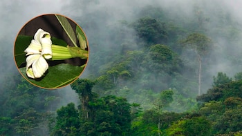 Descubren en Perú y Colombia, luego de dos décadas de investigación, un nuevo género de árbol andino clave para la ciencia