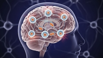 Las neuronas también almacenan grasa: el hallazgo que redefine cómo el cerebro gestiona su energía